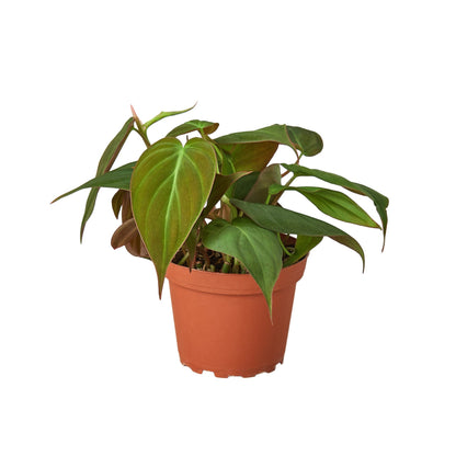 Philodendron 'Velvet' 4 Inch