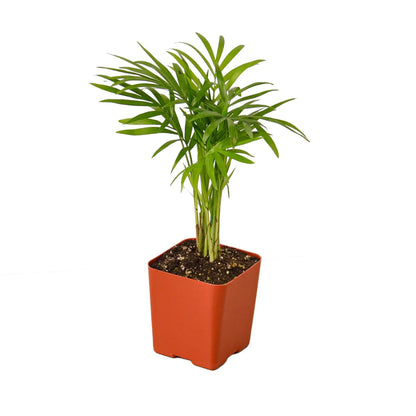 Parlor Palm (with Pot Variants)