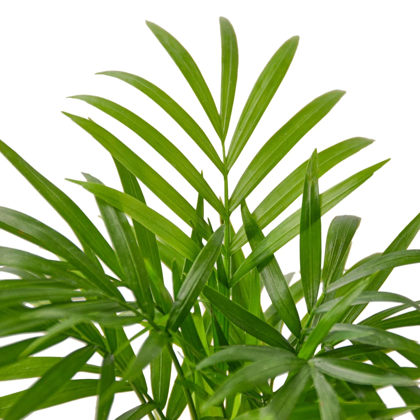 Parlor Palm (with Pot Variants)