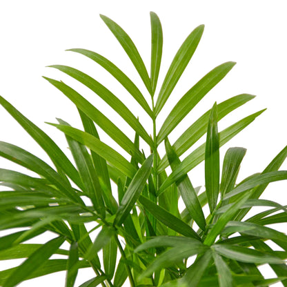 Parlor Palm (with Pot Variants)