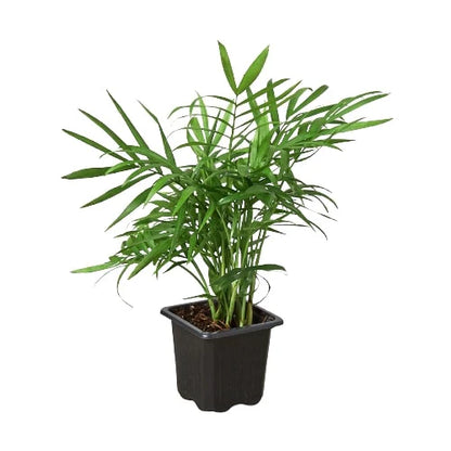 Parlor Palm (with Pot Variants)