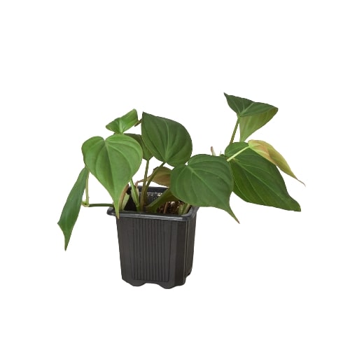 Philodendron 'Velvet' 4 Inch