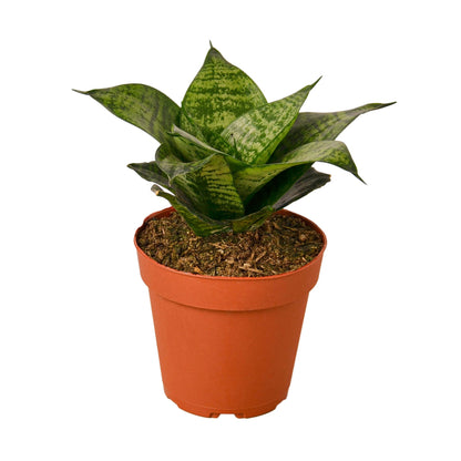Snake Plant Black Robusta 4 Inch Pot