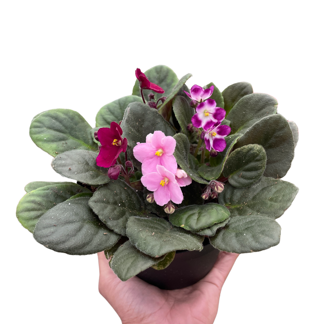 Purple African Violet 4" or 6"