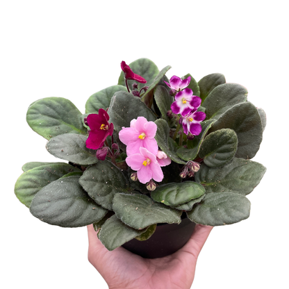Purple African Violet 4" or 6"