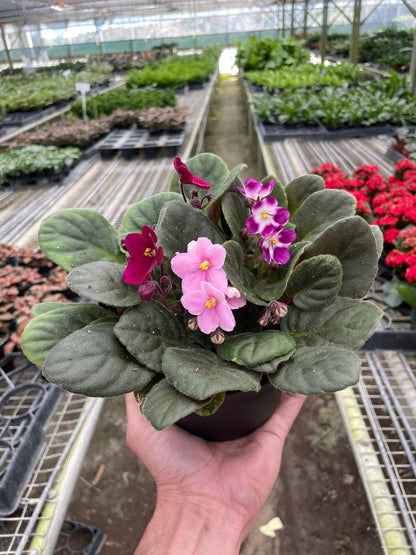 Purple African Violet 4" or 6"