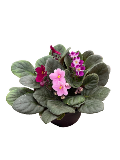 Purple African Violet 4" or 6"