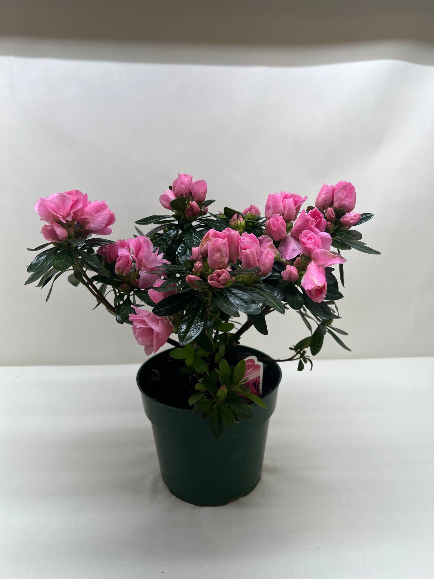 Azalea (Rhododendron) 6"