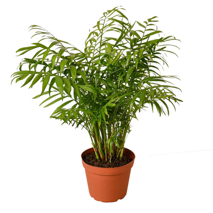 Parlor Palm (with Pot Variants)