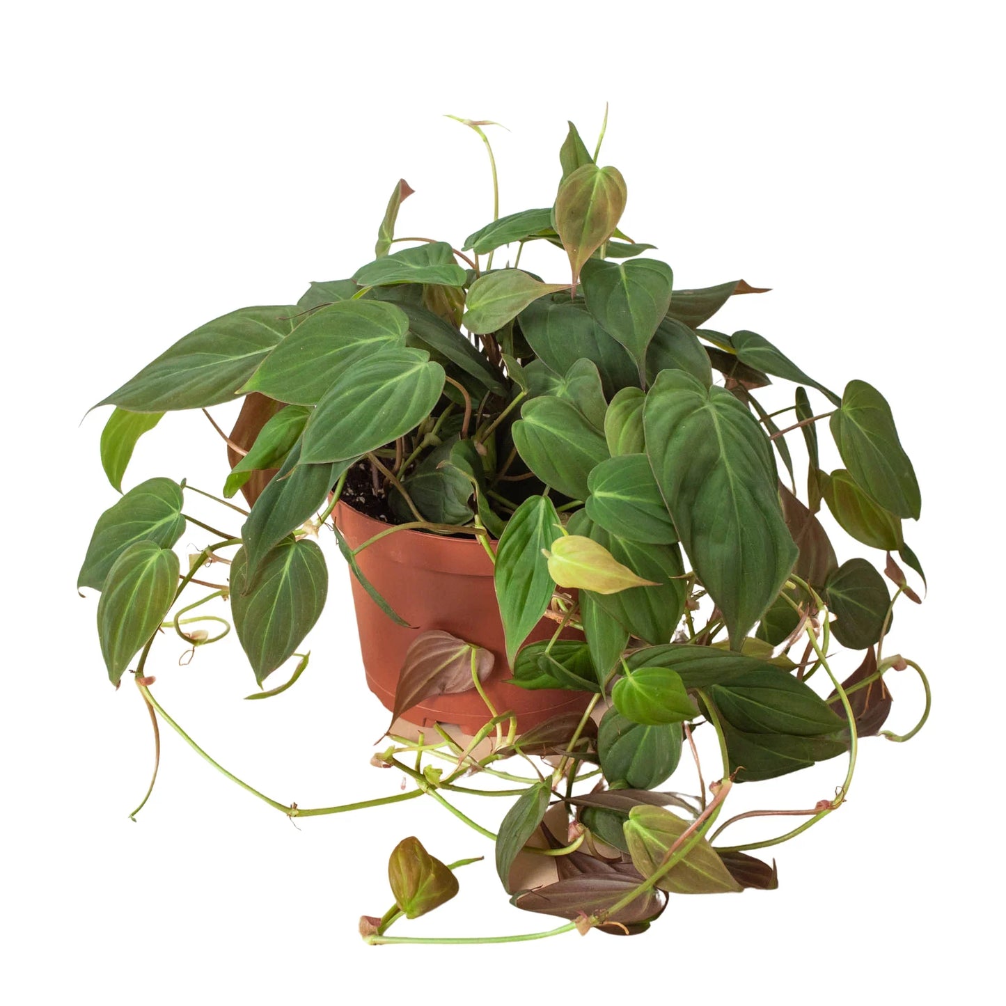 Philodendron 'Velvet' 4 Inch