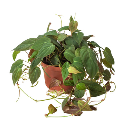 Philodendron 'Velvet' 4 Inch