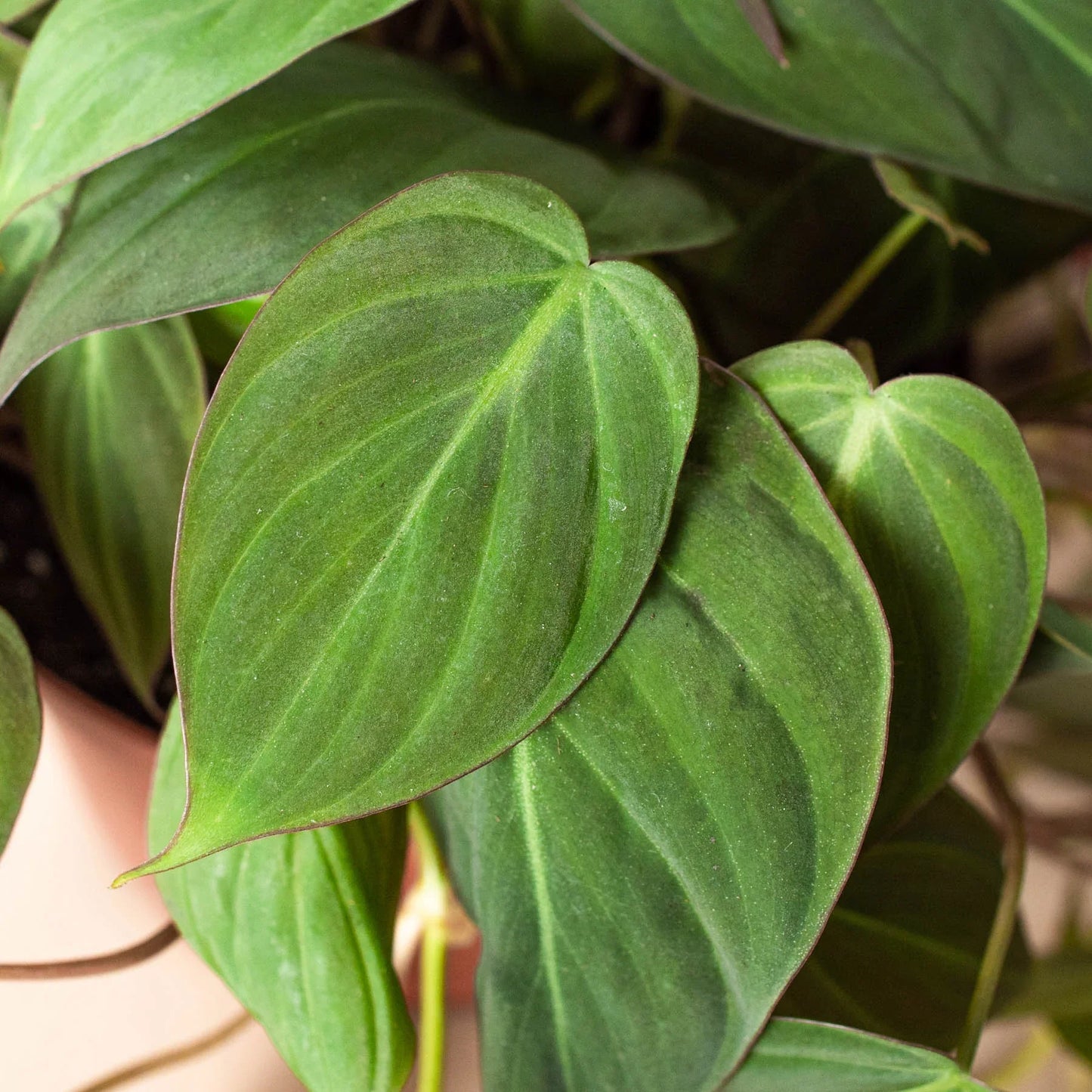 Philodendron 'Velvet' 4 Inch