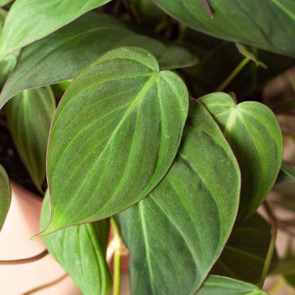 Philodendron 'Velvet' 4 Inch
