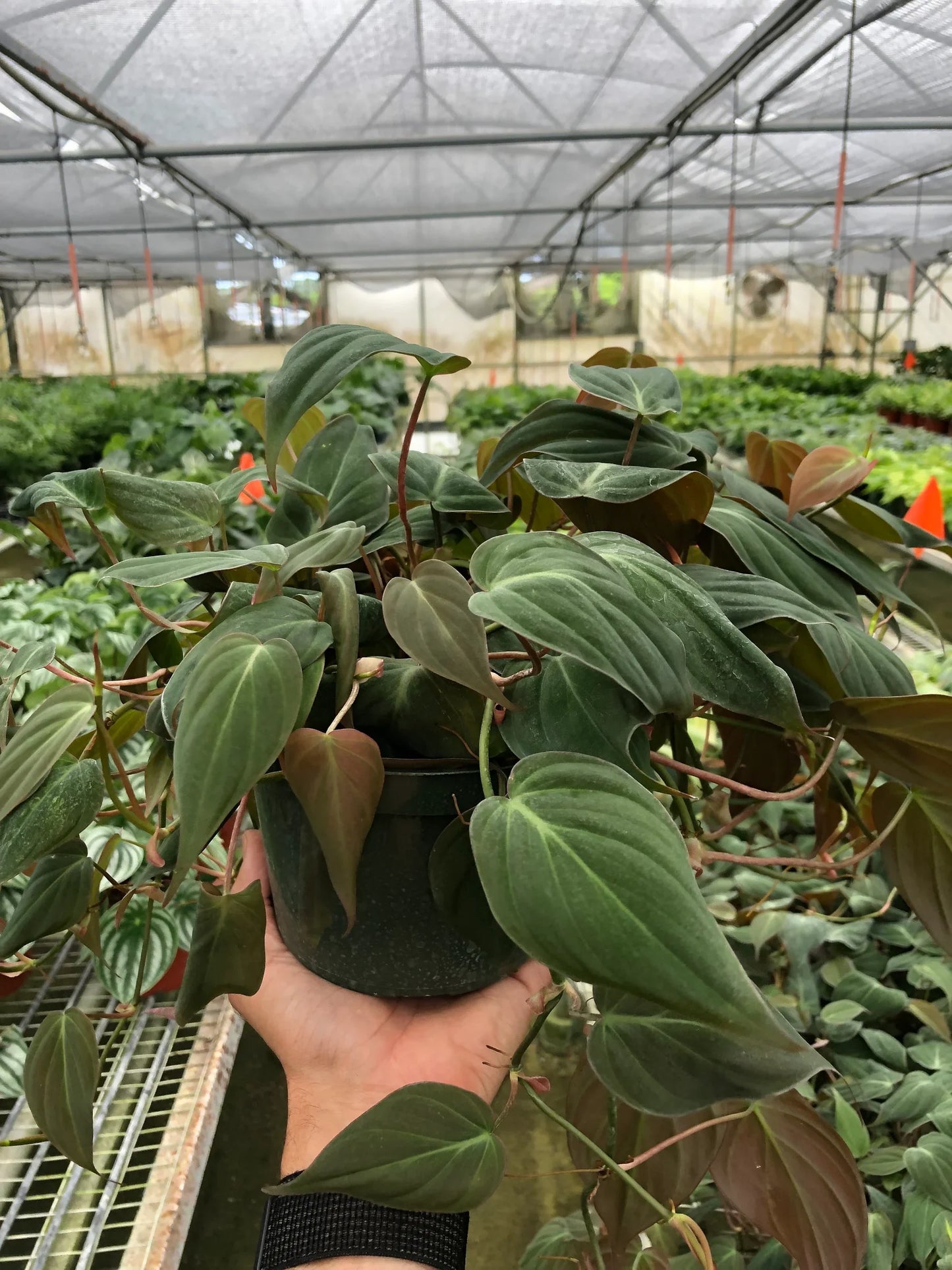 Philodendron 'Velvet' 4 Inch