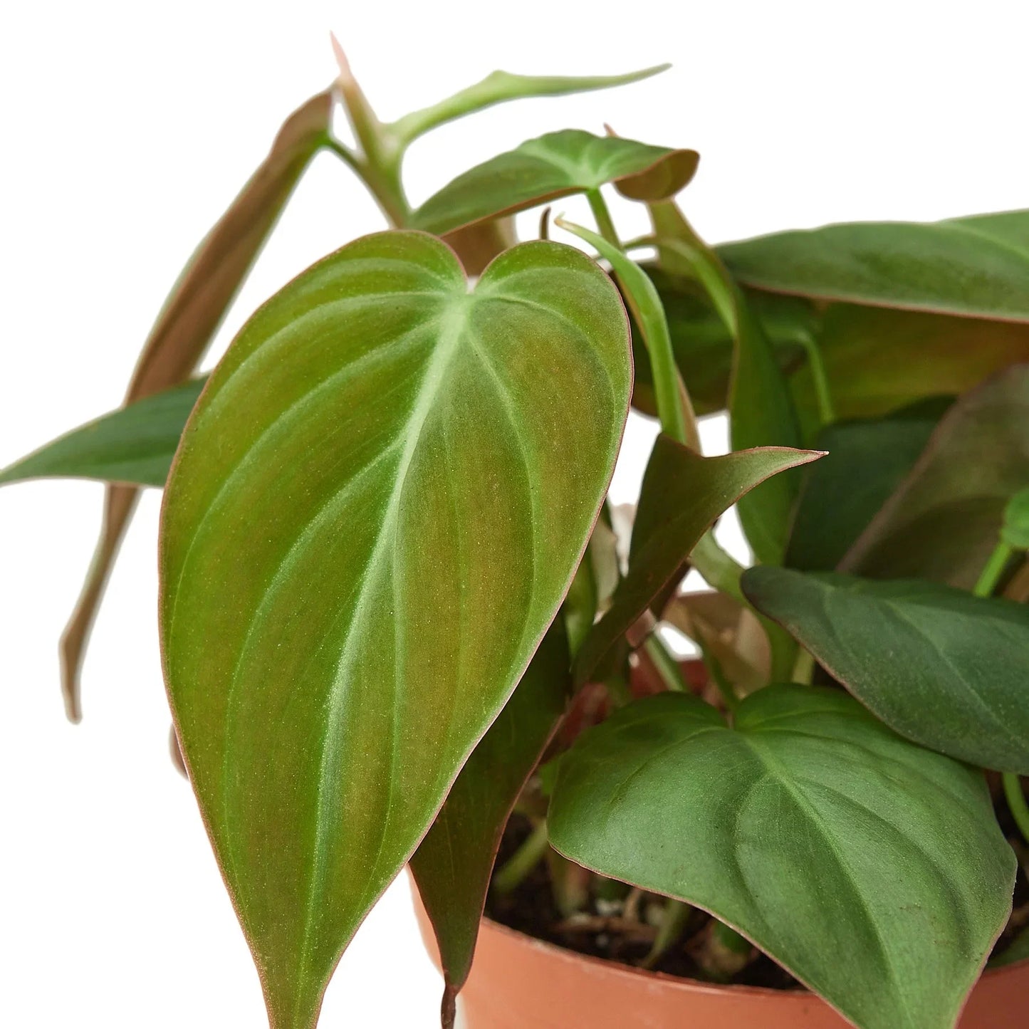 Philodendron 'Velvet' 4 Inch
