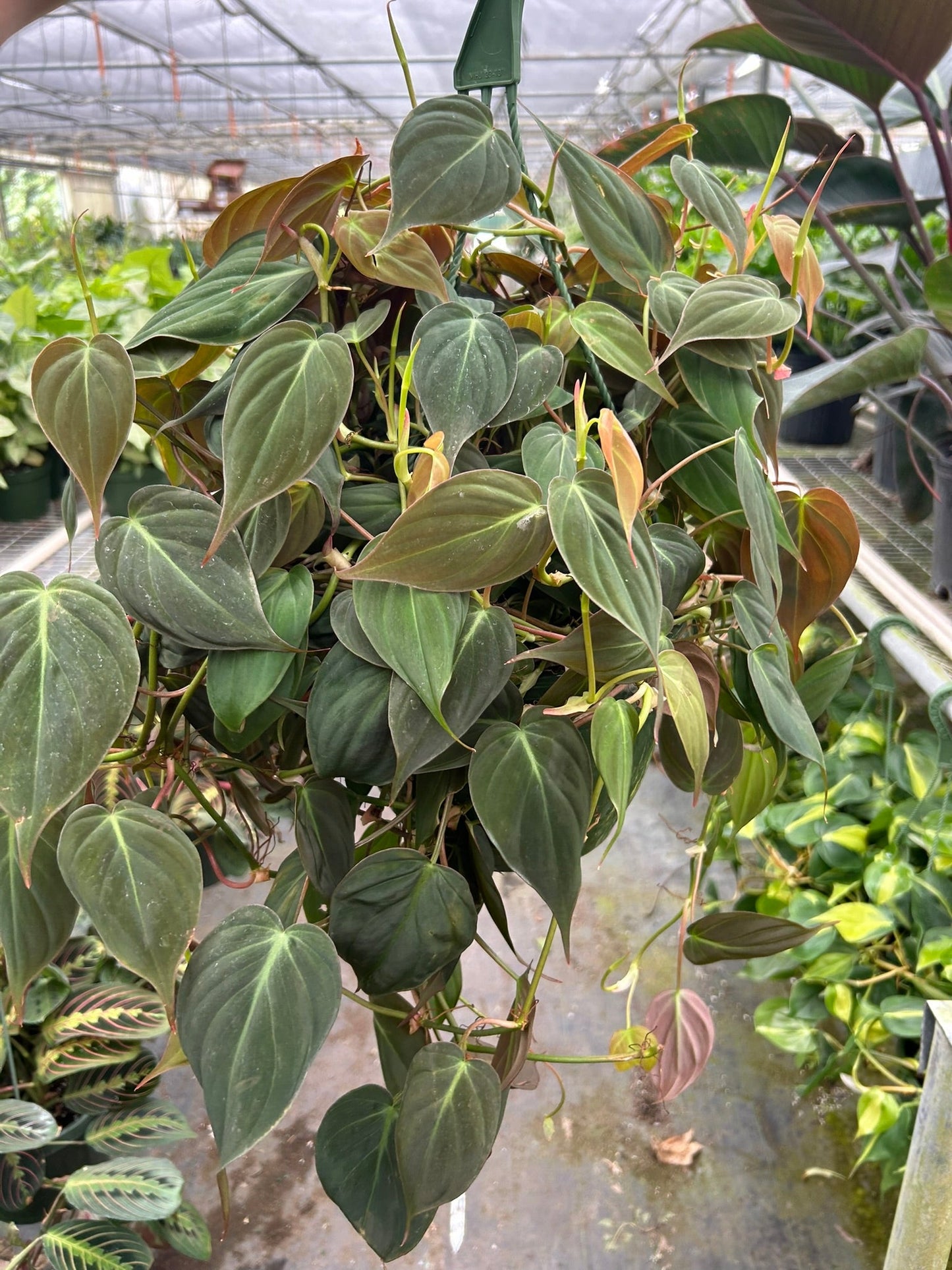 Philodendron 'Velvet' 4 Inch