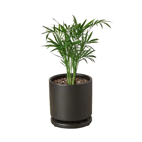 Parlor Palm (with Pot Variants)