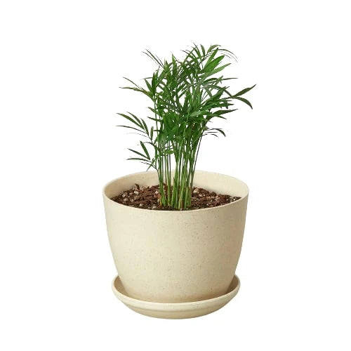 Parlor Palm (with Pot Variants)