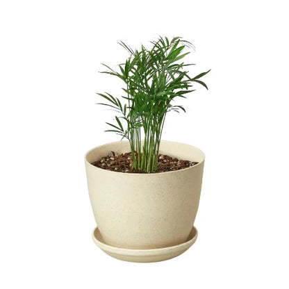 Parlor Palm (with Pot Variants)