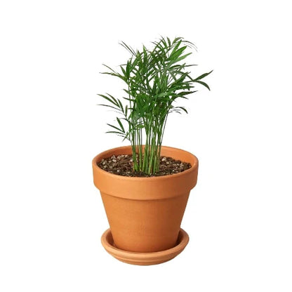 Parlor Palm (with Pot Variants)