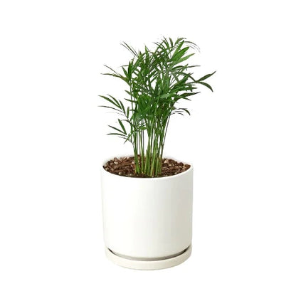 Parlor Palm (with Pot Variants)