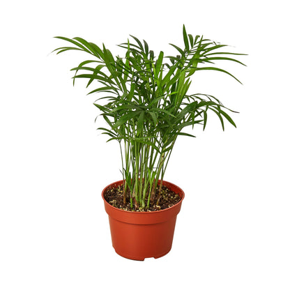Parlor Palm (with Pot Variants)